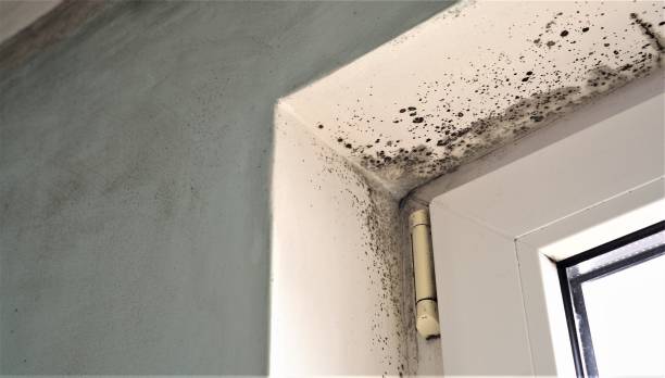 Best Residential Mold Inspection & Testing  in Palmer, AK